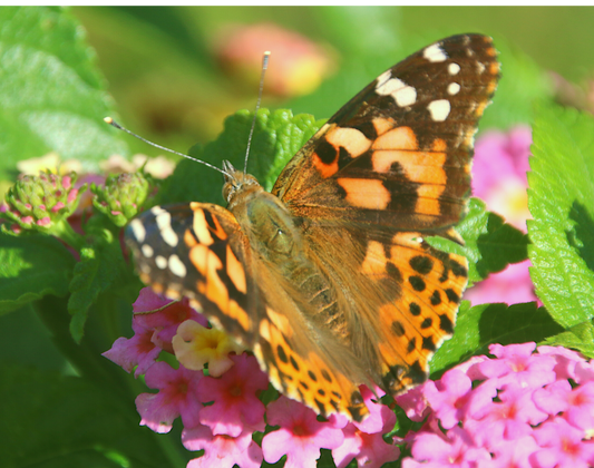 24 Live Painted Lady Butterflies in INDIVIDUAL ENVELOPES ~  Please read IMPORTANT INFO BELOW before placing an order.