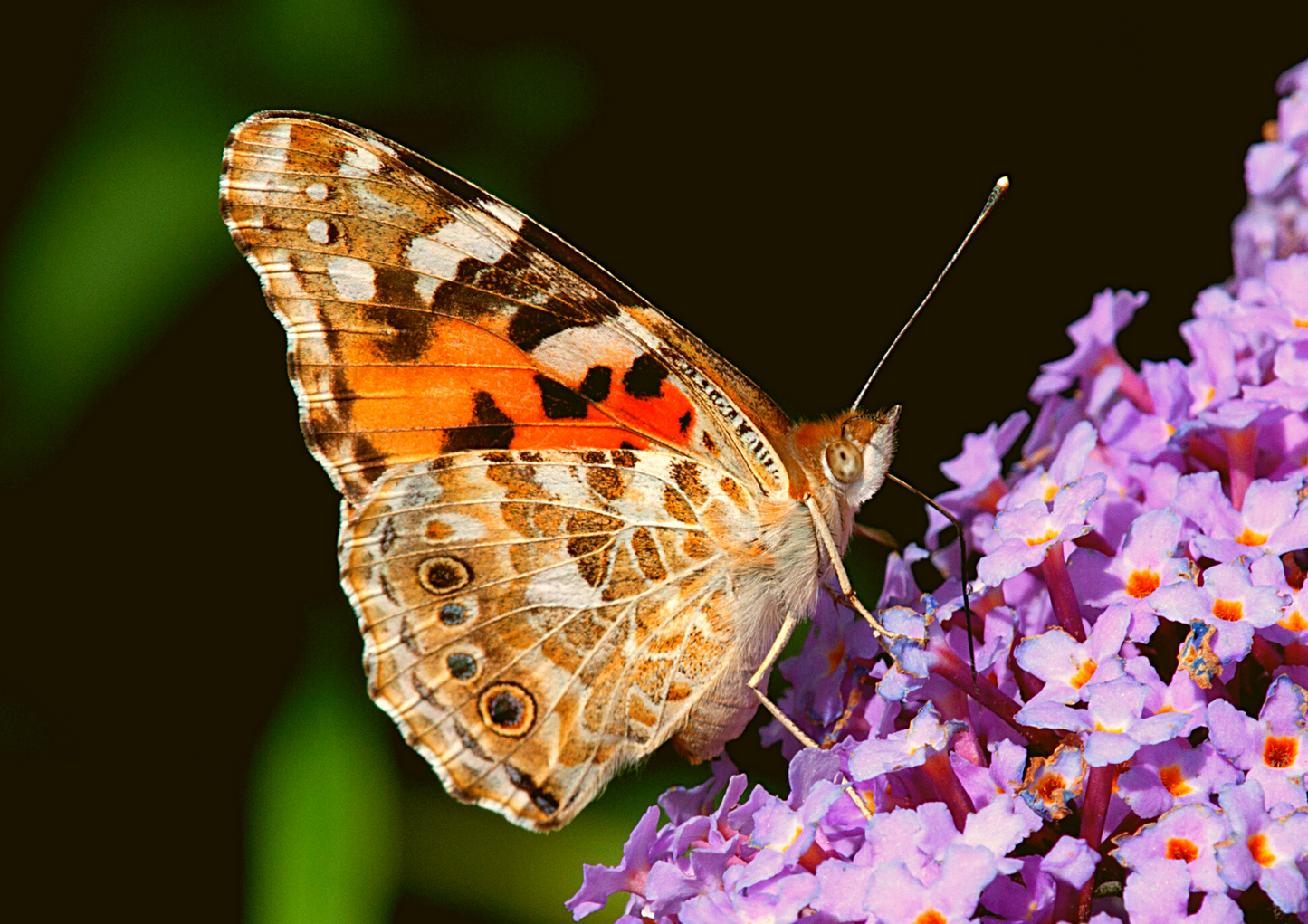 12 Painted Lady Butterflies in an Elegant White Release Box ~ Please read IMPORTANT INFO BELOW before placing an order.