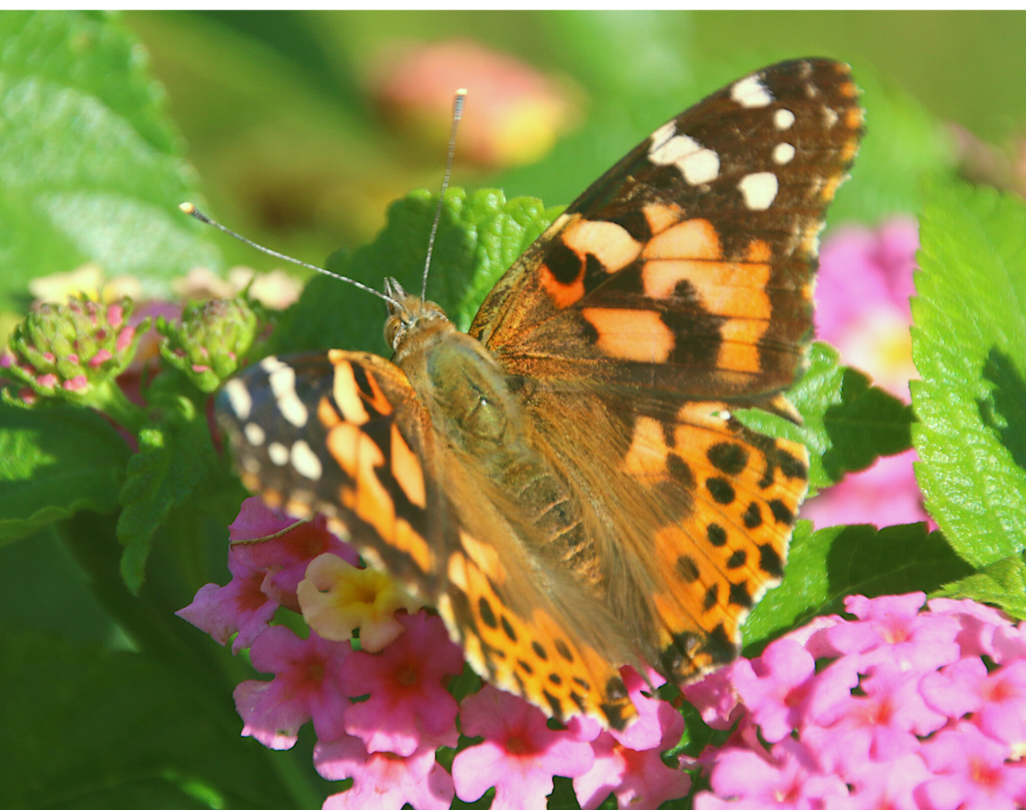 12 Painted Lady Butterflies in an Elegant White Release Box ~ Please read IMPORTANT INFO BELOW before placing an order.